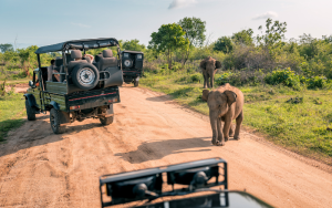 Asia with Safari Lodges