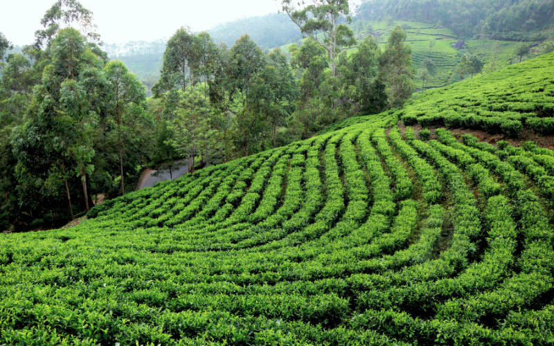 Darjeeling Queen of Hills