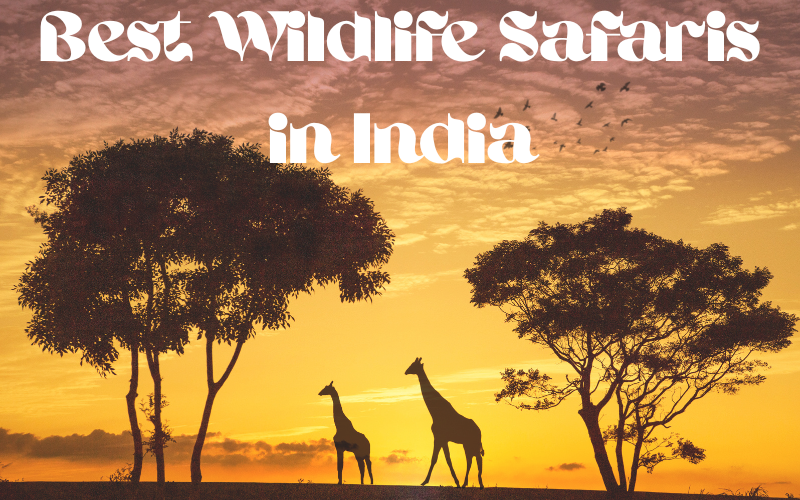Best wildlife safaris in India