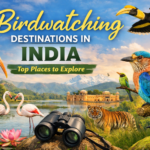 Birdwatching Destinations In India